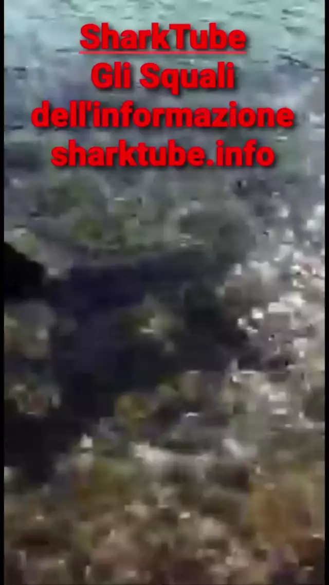 SHARKTUBE! GLI SQUALI DELL'INFORMAZIONE!!!