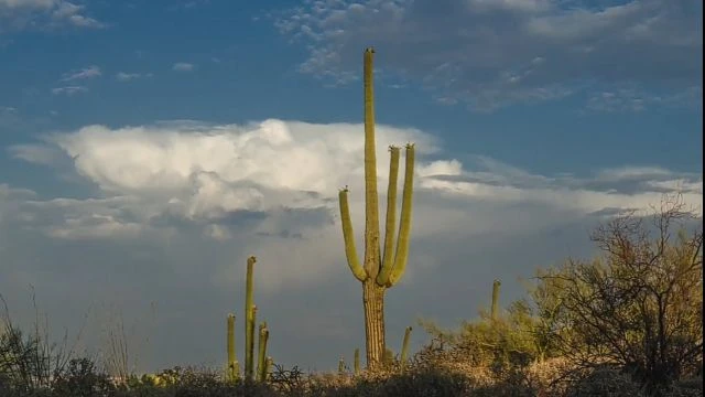 Adottiamo il Super Cactus di 65 anni